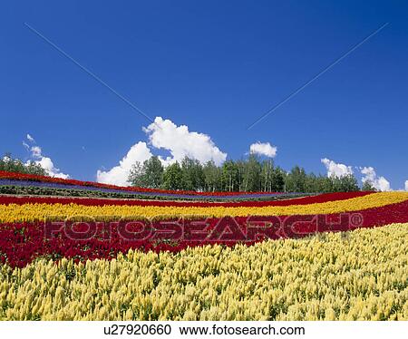 Stock Image - "Flower Garden, Hokkaido, Japan". Fotosearch