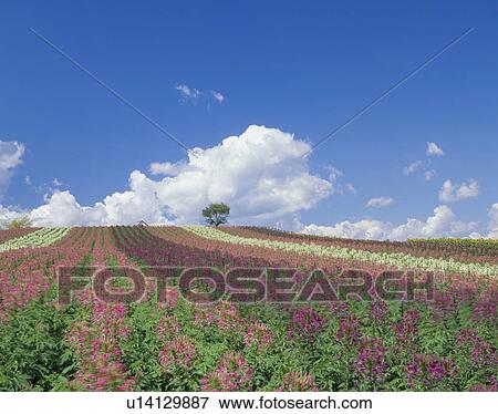 Stock Photo - "Flower Garden, Hokkaido, Japan". Fotosearch