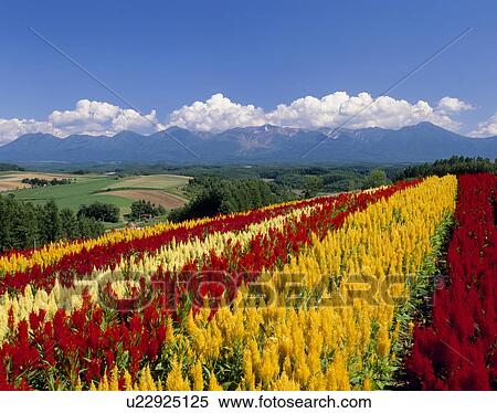 "Flower Garden, Hokkaido, Japan" View Large Photo Image Stock Photography - "Flower Garden, Hokkaido, Japan". Fotosearch
