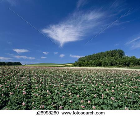 "Flower of Potato, Hokkaido, Japan" View Large Photo Image Stock Image - "Flower of Potato, Hokkaido, Japan". Fotosearch