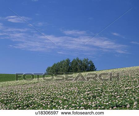 Stock Photo - "Flower of Potato, Hokkaido, Japan". Fotosearch