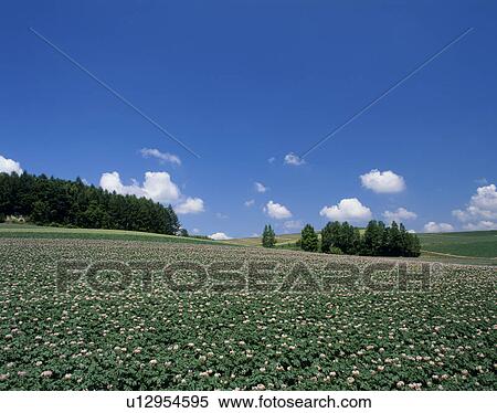 Stock Photography - "Flower of Potato, Hokkaido, Japan". Fotosearch