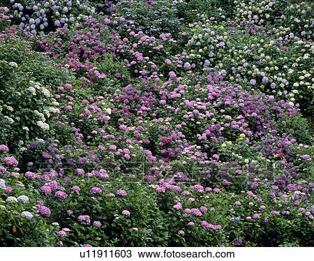 Stock Image - "Hydrangea in a park, Shizuoka, Japan". Fotosearch