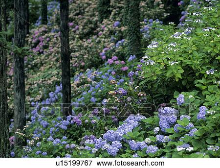Stock Photo - "Hydrangea in Mountain, Yamanashi, Japan". Fotosearch
