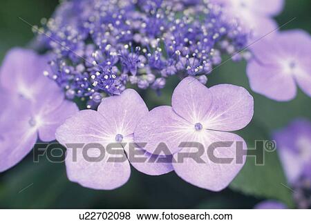 Stock Photo - Hydrangea. Fotosearch