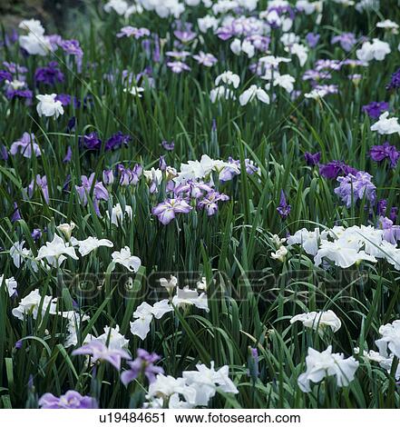Stock Image - "Iris in a park, Aichi, Japan". Fotosearch