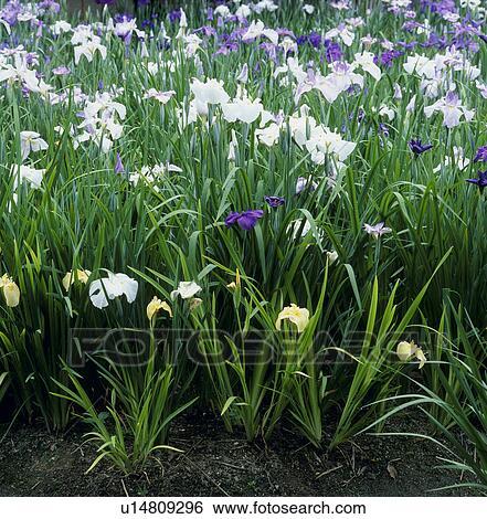 "Iris in a park, Aichi, Japan" View Large Photo Image Stock Photograph - "Iris in a park, Aichi, Japan". Fotosearch