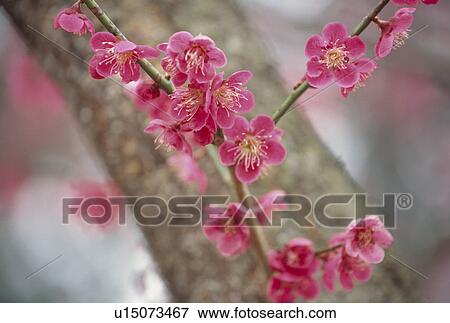 Japanese Apricot View Large Photo Image Stock Photo - Japanese Apricot. Fotosearch