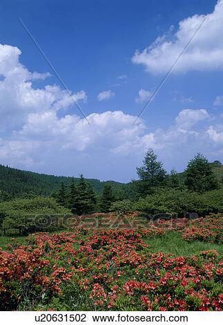 Stock Image - "Japanese Azalea and Grassland, Nagano, Japan". Fotosearch