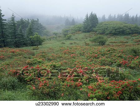 "Japanese Azalea and Grassland, Nagano, Japan" View Large Photo Image Stock Image - "Japanese Azalea and Grassland, Nagano, Japan". Fotosearch