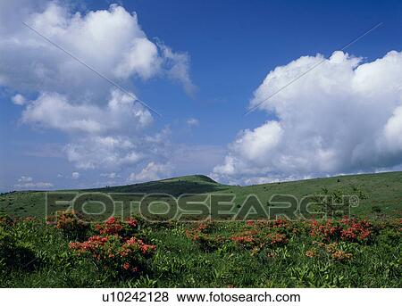 Stock Photo - "Japanese Azalea and Grassland, Nagano, Japan". Fotosearch