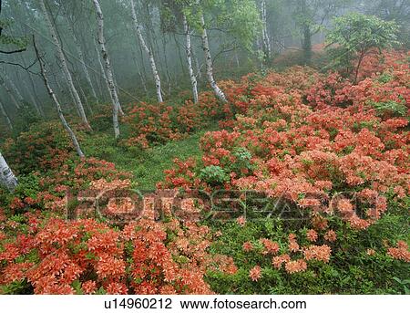 "Japanese Azalea and Japanese White Birch, Iwate, Japan" View Large Photo Image Stock Image - "Japanese Azalea and Japanese White Birch, Iwate, Japan". Fotosearch