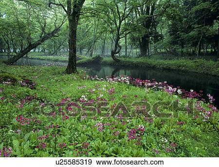 Stock Photo - "Japanese Primrose, Tochigi, Japan". Fotosearch