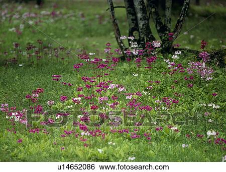Stock Photograph - "Japanese Primrose, Tochigi, Japan". Fotosearch