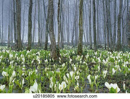 Stock Photography - "Japanese Skunk Cabbage, Akita, Japan". Fotosearch
