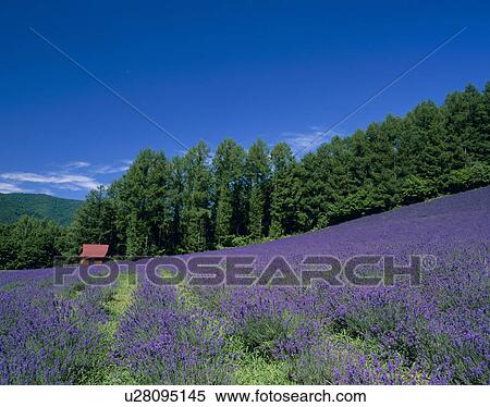 Stock Photography - "Lavender, Hokkaido, Japan". Fotosearch
