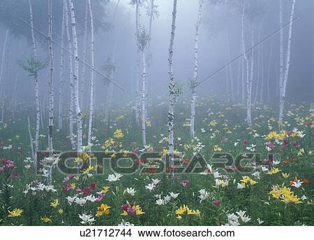 "Lily Garden, Nagano, Japan" View Large Photo Image Picture - "Lily Garden, Nagano, Japan". Fotosearch