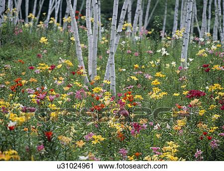 "Lily Garden, Nagano, Japan" View Large Photo Image Stock Image - "Lily Garden, Nagano, Japan". Fotosearch