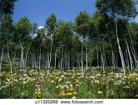 "Lily Garden, Nagano, Japan" View Large Photo Image Stock Photo - "Lily Garden, Nagano, Japan". Fotosearch