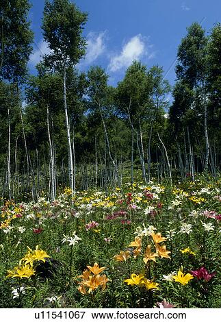 Stock Photo - "Lily Garden, Nagano, Japan". Fotosearch