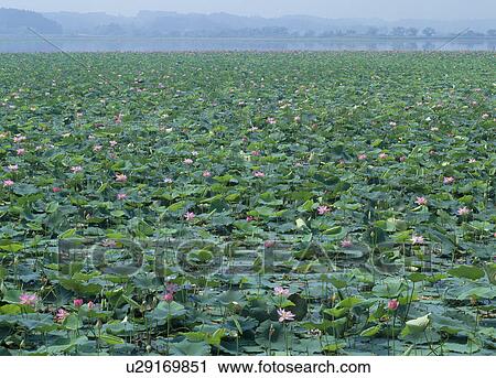 Stock Image - "Lotus Flower, Miyagi, Japan". Fotosearch
