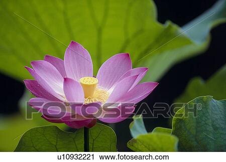 Lotus Flower View Large Photo Image Stock Image - Lotus Flower. Fotosearch