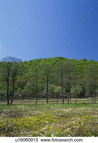 "Marsh Marigold and Japanese Skunk Cabbage, Nagano, Japan" View Large Photo Image Stock Image - "Marsh Marigold and Japanese Skunk Cabbage, Nagano, Japan". Fotosearch