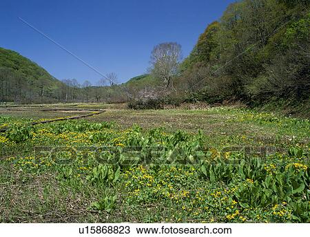 Stock Image - "Marsh Marigold, Nagano, Japan". Fotosearch