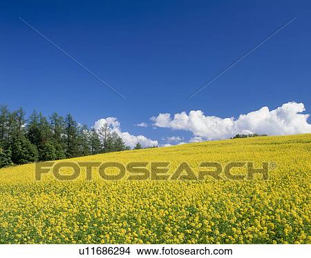 Picture - "Mustard Blossoms, Hokkaido, Japan". Fotosearch