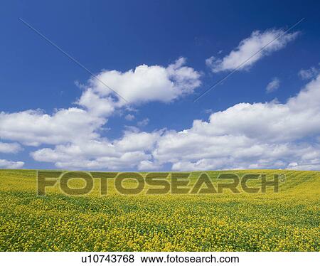 Stock Photo - "Mustard Blossoms, Hokkaido, Japan". Fotosearch