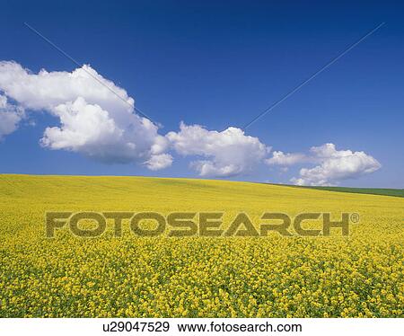 Stock Photo - "Mustard Blossoms, Hokkaido, Japan". Fotosearch