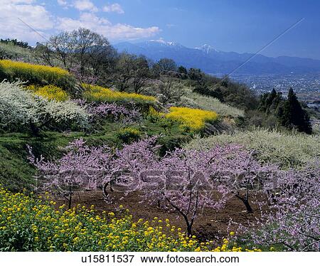Stock Photo - "Peach and Rape Blossoms, Yamanashi, Japan". Fotosearch