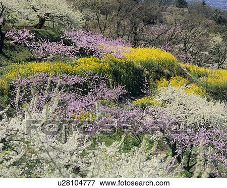Stock Photo - "Peach and Rape Blossoms, Yamanashi, Japan". Fotosearch