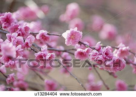 Peach Blossoms View Large Photo Image Picture - Peach Blossoms. Fotosearch