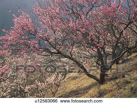 "Plum Blossoms, Kanagawa Japan" View Large Photo Image Stock Photograph - "Plum Blossoms, Kanagawa Japan". Fotosearch