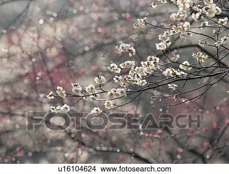 "Plum Blossoms, Tokyo, Japan" View Large Photo Image Picture - "Plum Blossoms, Tokyo, Japan". Fotosearch