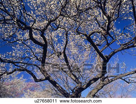 "Plum Blossoms, Tokyo, Japan" View Large Photo Image Stock Image - "Plum Blossoms, Tokyo, Japan". Fotosearch