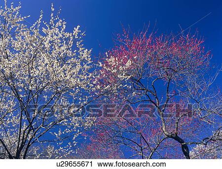 "Plum Blossoms, Tokyo, Japan" View Large Photo Image Stock Image - "Plum Blossoms, Tokyo, Japan". Fotosearch