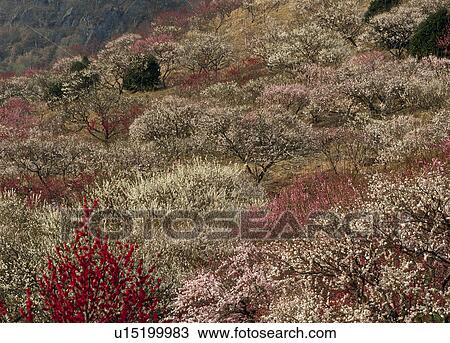 "Plum Grove, Kanagawa, Japan" View Large Photo Image Stock Image - "Plum Grove, Kanagawa, Japan". Fotosearch