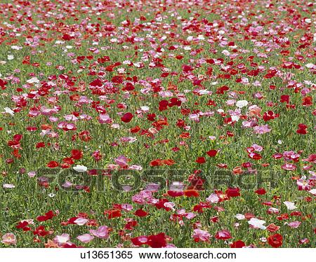 Stock Photography - "Poppy in a park, Yamanashi, Japan". Fotosearch