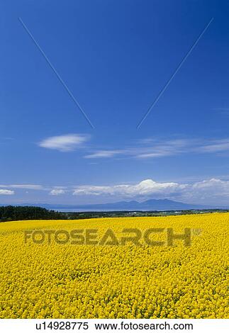 Stock Photography - "Rape Blossoms, Aomori, Japan". Fotosearch