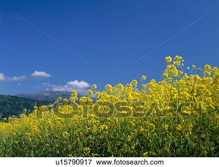 Stock Photo - "Rape Blossoms, Nagano, Japan". Fotosearch
