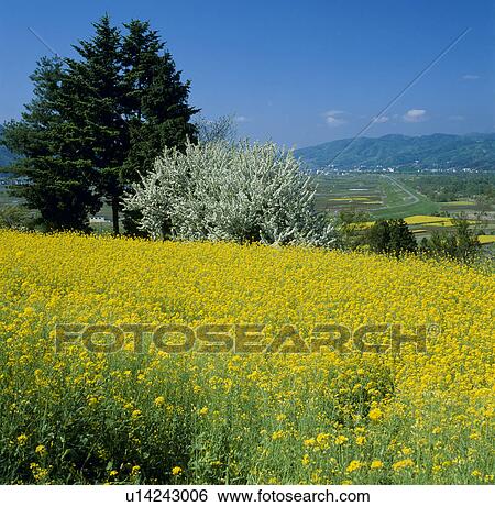 "Rape Blossoms, Nagano, Japan" View Large Photo Image Stock Photograph - "Rape Blossoms, Nagano, Japan". Fotosearch