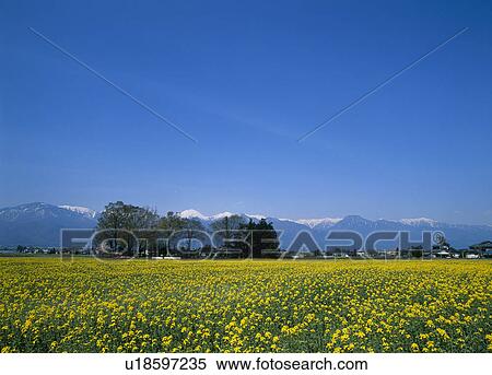 Stock Photography - "Rape Blossoms, Nagano, Japan". Fotosearch