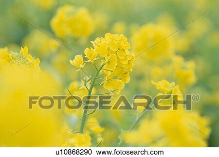 Stock Image - Rape Blossoms. Fotosearch
