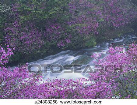 "Rhododendron Wadanum and Mountain Stream, Tochigi, Japan" View Large Photo Image Stock Photo - "Rhododendron Wadanum and Mountain Stream, Tochigi, Japan". Fotosearch