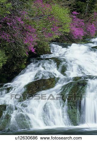 Stock Photograph - "Rhododendron Wadanum and Mountain Stream, Tochigi, Japan". Fotosearch