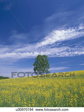 Picture - "Single Tree and Rape Blossoms, Hokkaido, Japan". Fotosearch