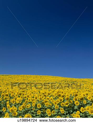 Picture - "Sunflower and Sky, Hokkaido, Japan". Fotosearch