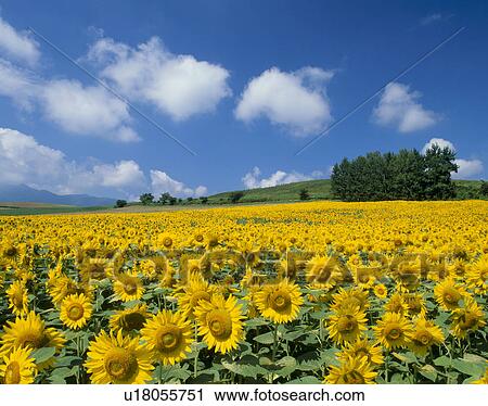 Stock Image - "Sunflower and Sky, Hokkaido, Japan". Fotosearch